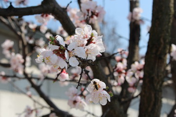 spring