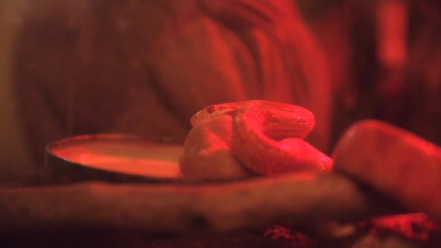 small corn snake eating a baby mouse in red light in terrarium