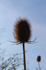 Distel