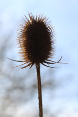 Distel