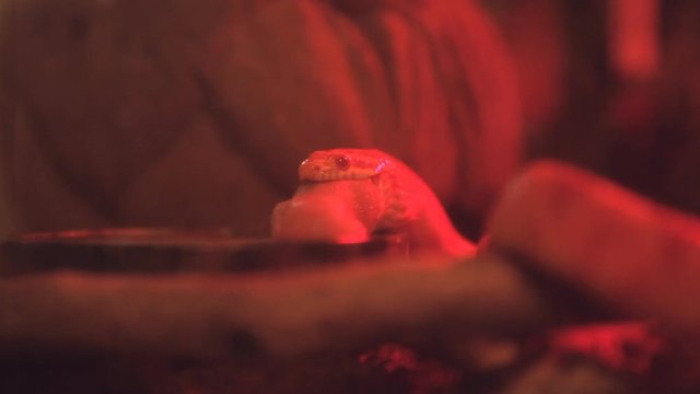small corn snake eating a baby mouse in red light in terrarium