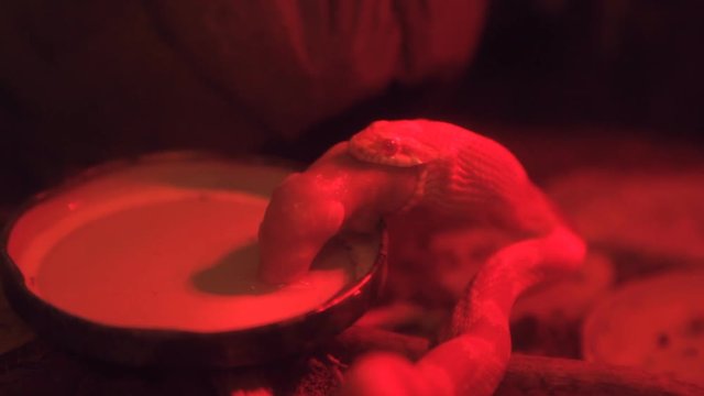 small corn snake eating a baby mouse in red light in terrarium