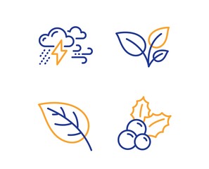 Leaves, Leaf and Bad weather icons simple set. Christmas holly sign. Grow plant, Environmental, Clouds. Ilex aquifolium. Nature set. Linear leaves icon. Colorful design set. Vector