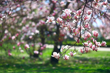 magnolia blossom spring garden / beautiful flowers, spring background pink flowers - obrazy, fototapety, plakaty