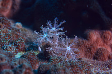 coral reef macro / texture, abstract marine ecosystem background on a coral reef