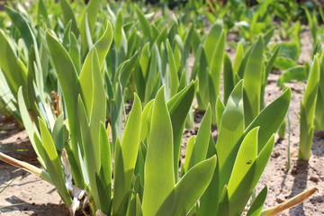 Fototapeta premium grass