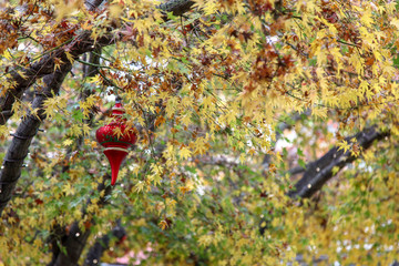 Leaf autumn in USA