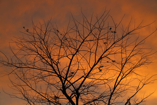 Branches and beautiful sky background © Passakorn