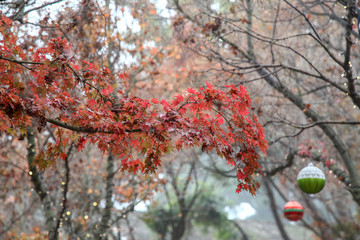 Red leaf autumn in USA