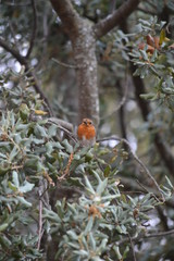 Canary Perched On An Oak Tree With An Insect On The Peak In Zahara. Nature, Architecture, Wildlife, Street Photography. July 12, 2014. Zahara De Los Atunes, Cadiz, Spain