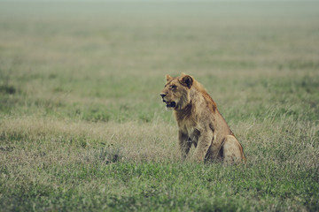 Lion in Serengeti national park in Tanzania