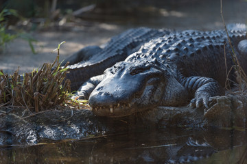 Close up of crocodile near the river