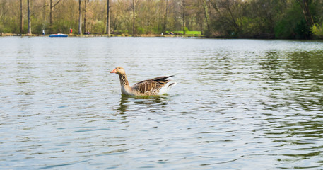 Goose on a lake