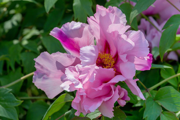 Peony (Paeonia suffruticosa) grows on the flower bed