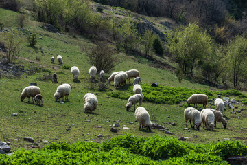 Fototapeta premium Sheep, animals grazing before milking