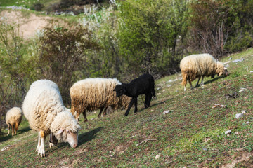 Fototapeta premium Sheep, animals grazing before milking