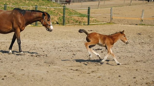 The foal have fun on the meadow in spring