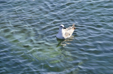 seagull in sea