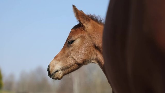The foal with his mother on the pasture, spring time