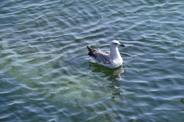 seagull in sea