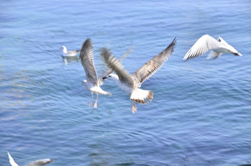 seagulls in flight