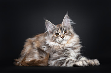 Excellent silver tortie Maine Coon cat kitten, laying down side ways facing front. Looking towards camera with brown eyes. Isolated on a black background.