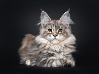 Fototapeta na wymiar Excellent silver tortie Maine Coon cat kitten, laying down side ways facing front. Looking towards camera with brown eyes. Isolated on a black background. Front paws stretched amd tail curled around 