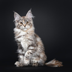 Excellent silver tortie Maine Coon cat kitten, sitting side ways. Looking next to camera with brown eyes. Isolated on a black background.  One paw playful in air and tail beside body.