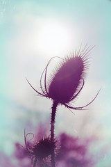 Distel