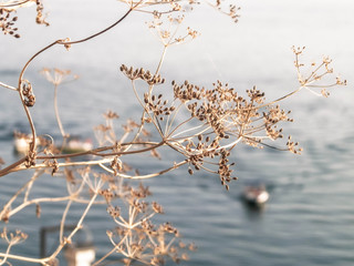Close up of dried plant and beautiful water of Ochrid Lake, Macedonia.