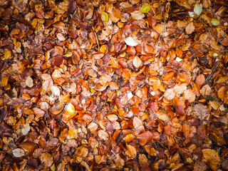 Golden autumnal leaves as nature background.