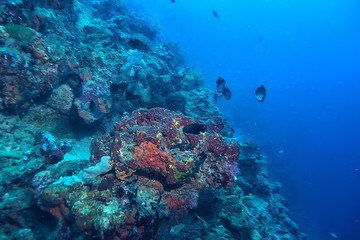 Obraz na płótnie Canvas underwater scene / coral reef, world ocean wildlife landscape