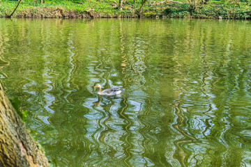 Goose on a lake