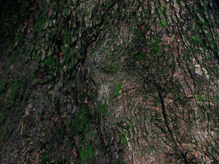 苔のある木の表面