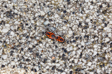 pair of firebugs macro