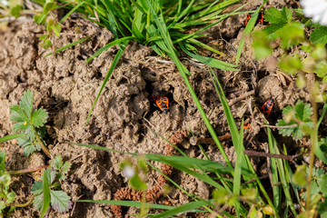 firebug before burrow