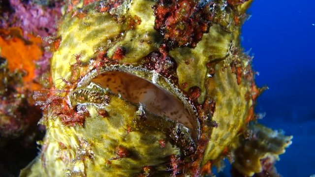 Underwater Close-up: Head of Colorful Giant Frogfish in front of Coral Reef in Big Island, Hawaii