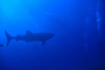 Fototapeta premium whale shark scene landscape / abstract underwater big sea fish, adventure, diving, snorkeling