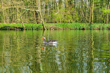 Goose on a lake