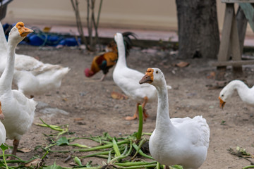 White geese are walking around to find food