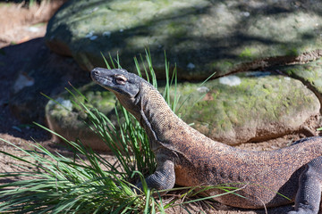 Komodo dragon lizard close up. Wildlife background