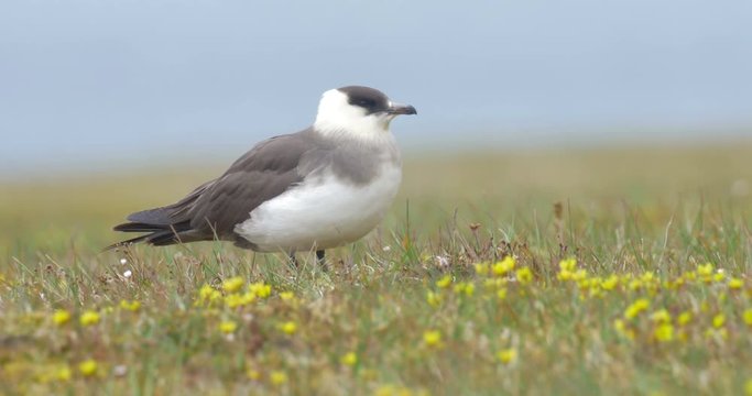 Arctic Skua Standing on a the grass