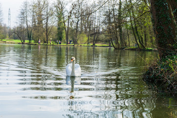 Fototapeta na wymiar Swan on a lake