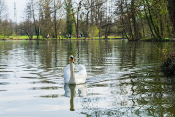 Swan on a lake