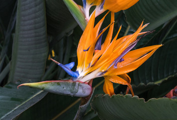Strelitzia reginae, orange and blue bird of paradise flower