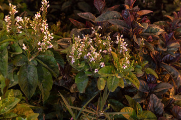 white lobelia flower 