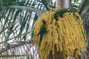 parrot on a branch