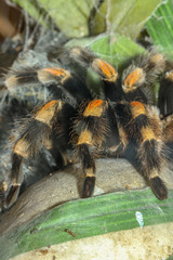Close up legs Tarantula spider, Brachypelma Boehmei