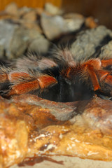 Close up legs Tarantula spider, Brachypelma Boehmei