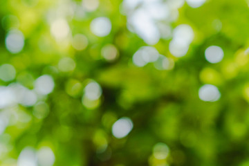 Obraz premium Green concept, branches and leaves of trees that are out of focus. Resulting in a beautiful bokeh and sunshine that shines through the leaves of the tree. Suitable to use as background image.